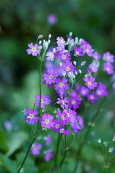 Purple small flower bouquet is lovely.