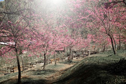 Pink Flower "Wild Himalayan Cherry" (Prunus cerasoides)