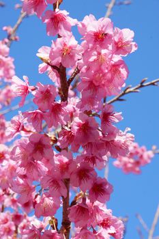 Pink Flower "Wild Himalayan Cherry" (Prunus cerasoides)