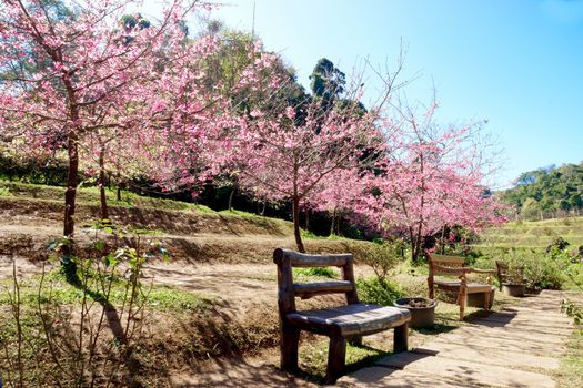 Pink Flower "Wild Himalayan Cherry" (Prunus cerasoides)