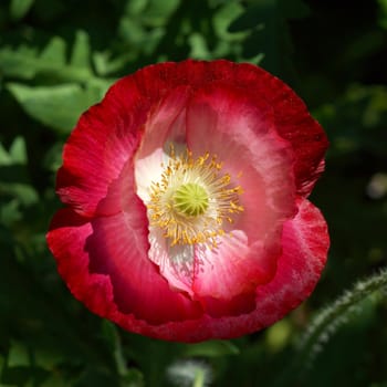 Poppy flowers in the garden