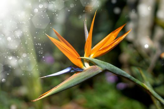 Bird of Paradise Plant in Full Seasonal Bloom