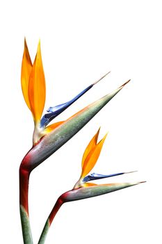 Bird of Paradise Plant in Full Seasonal Bloom