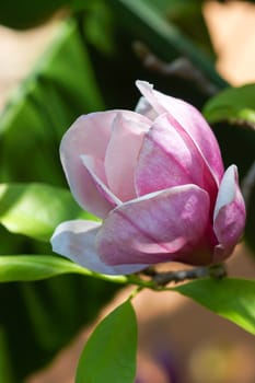 pink magnolia flower