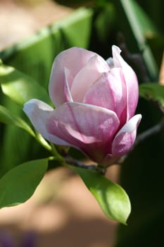 pink magnolia flower