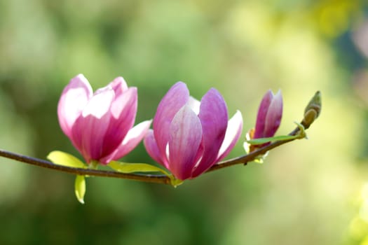 pink magnolia flower