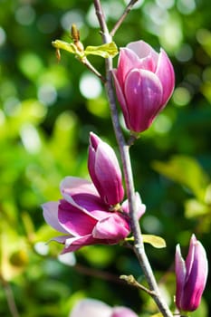 pink magnolia flower