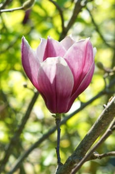 pink magnolia flower