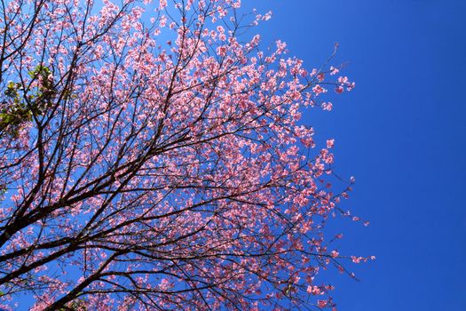 Pink Flower "Wild Himalayan Cherry" (Prunus cerasoides)