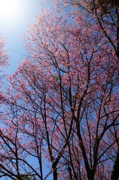 Pink Flower "Wild Himalayan Cherry" (Prunus cerasoides)