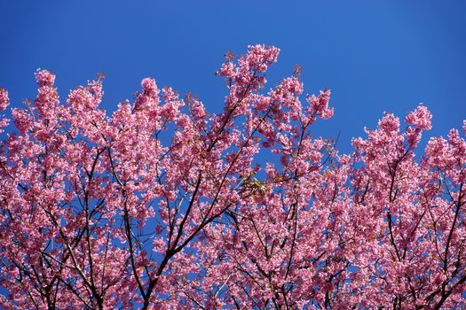 Pink Flower "Wild Himalayan Cherry" (Prunus cerasoides)