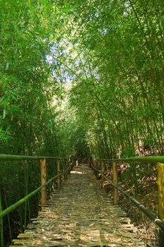 Natural corridors of bamboo forest.