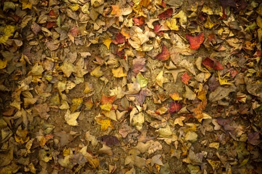 Dry leaves fallen on the ground.