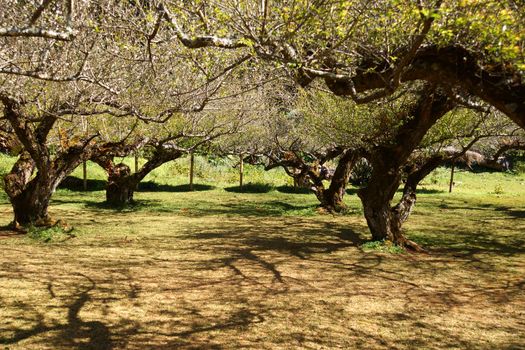 Chinese plum tree, Japanese apricot tree.