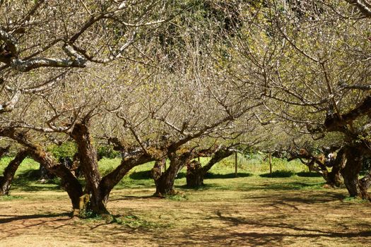 Chinese plum tree, Japanese apricot tree.