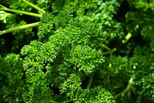 parsley leaves in the garden