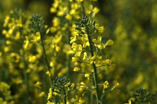 Chinese Flowering cabbage