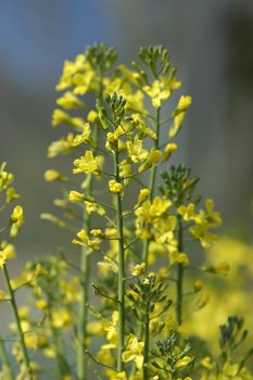 Chinese Flowering cabbage