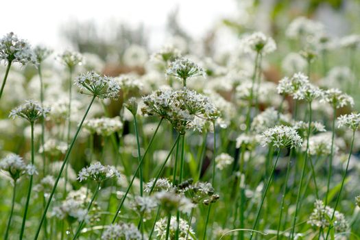 Garlic chives flower