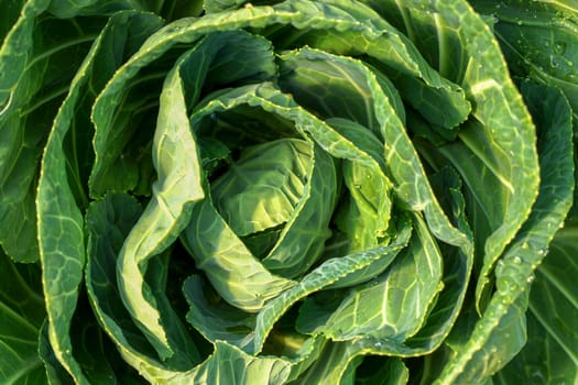 Cabbage