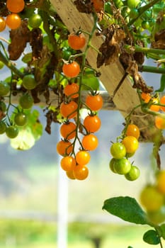 Yellow cherry tomatoes