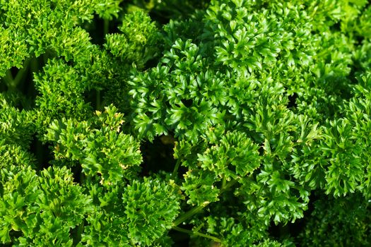 parsley leaves in the garden