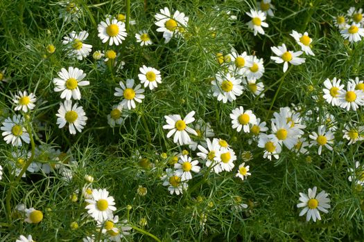 Chamomile flowers on the walkway in the vegetable garden.