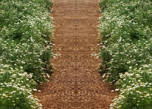 Chamomile flowers on the walkway in the vegetable garden.