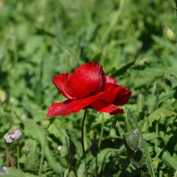 Poppy flowers in the garden