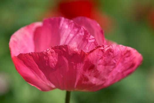 Poppy flowers in the garden