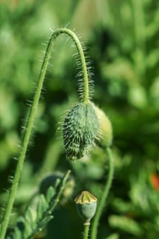 Poppy flowers in the garden