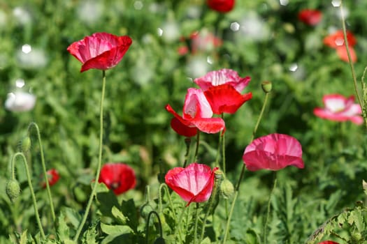 Poppy flowers in the garden