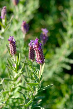 Organic bunch of fresh rosemary