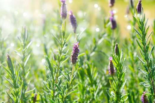 Organic bunch of fresh rosemary