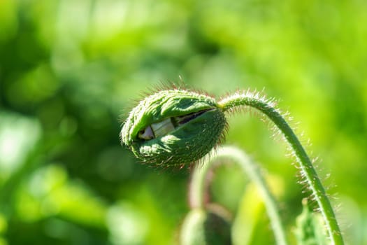 Poppy flowers in the garden