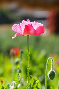 Poppy flowers in the garden