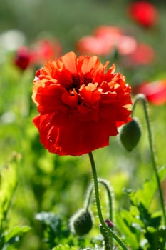 Poppy flowers in the garden