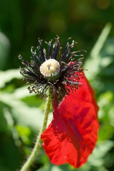 Poppy flowers in the garden