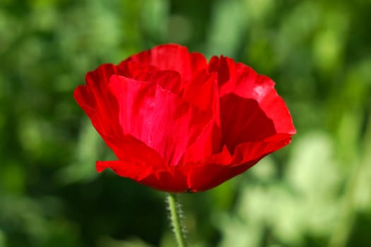 Poppy flowers in the garden