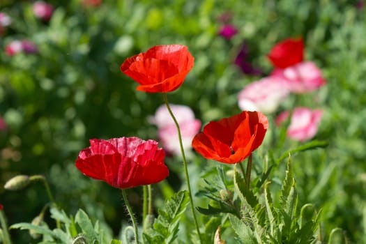 Poppy flowers in the garden