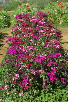 Purple flower in the garden