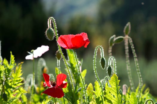 Poppy flowers in the garden