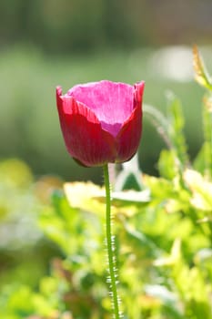 Poppy flowers in the garden