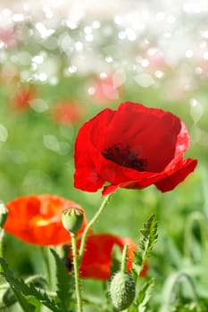 Poppy flowers in the garden