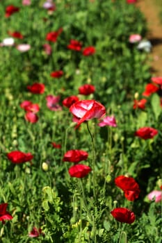 Poppy flowers in the garden