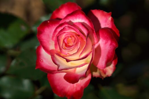 Red roses close up.