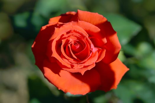 Red roses close up.