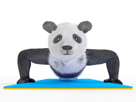 Stand on two hands. Panda doing push-ups blue mattress.