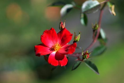 Red roses close up.