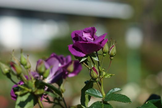 New Rose Introductions from Chamblee Rose Nursery - Blue For You